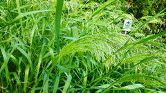 Poaceae