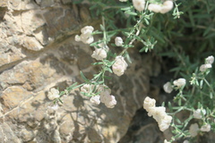 Plocama hymenostephana