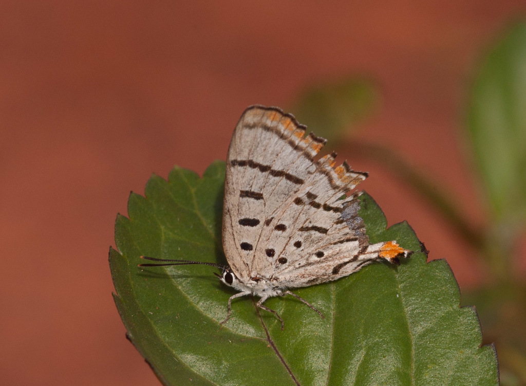 Jalmenus eichhorni