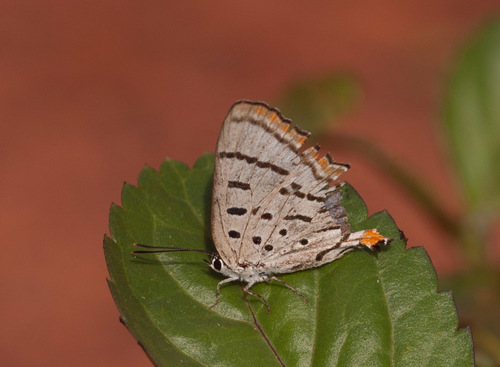 Jalmenus eichhorni