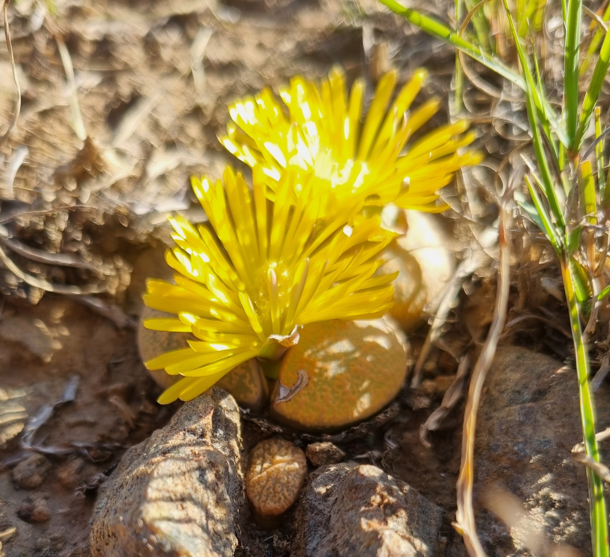 Lithops lesliei