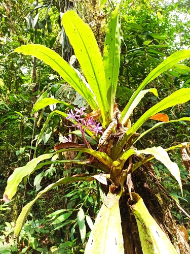 Cochliostema odoratissimum, photograph 6