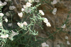 Plocama hymenostephana