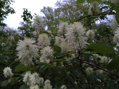 Fothergilla