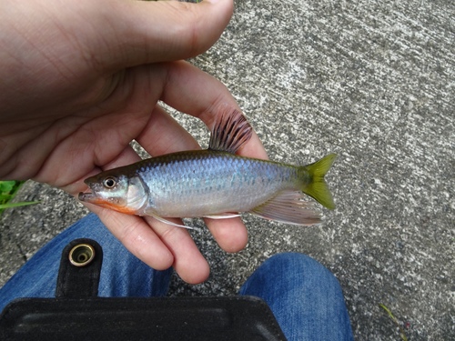 Predaceous chub (Parazacco spilurus) — Cyprinidae — 2
