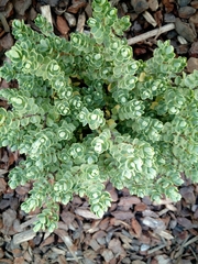 Veronica topiaria