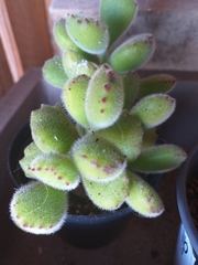 Cotyledon tomentosa
