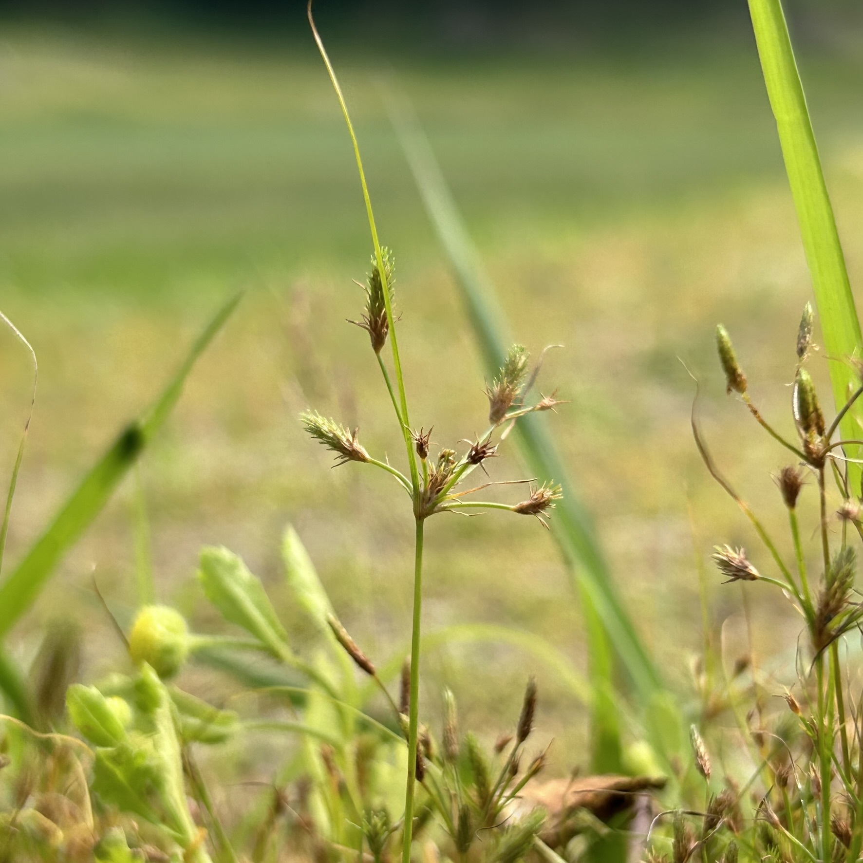 Fimbristylis squarrosa