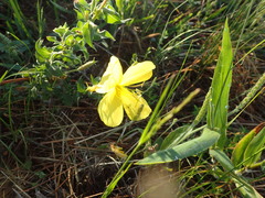 Oenothera heterophylla