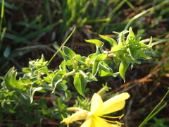 Oenothera heterophylla