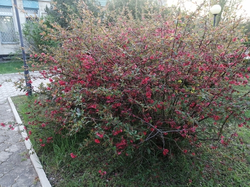 Otra foto de Flowering quince