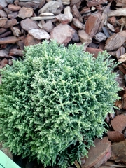 Veronica cupressoides