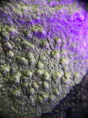 Pertusaria texana