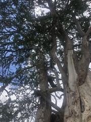 Xanthocercis zambesiaca