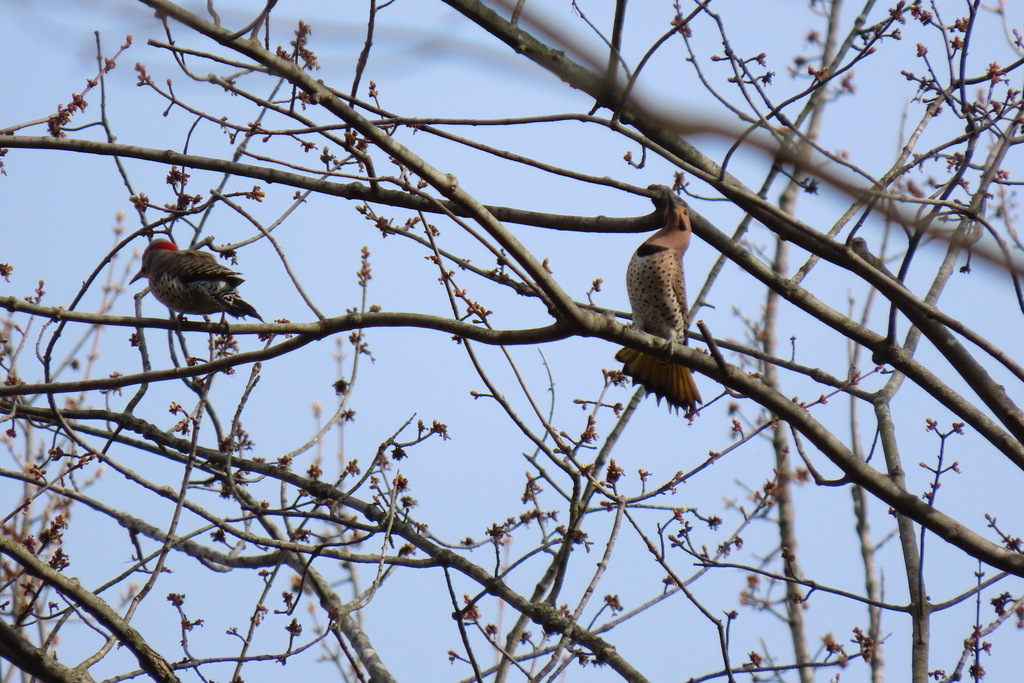 Northern Flicker from Washtenaw County, MI, USA on April 10, 2024 at 09 ...