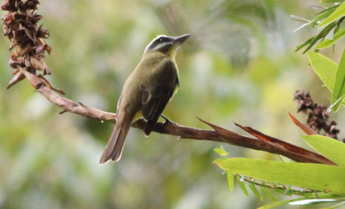 Golden-bellied Flycatcher