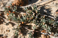 Lampranthus sociorum
