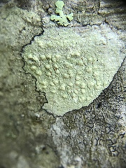 Pertusaria texana