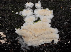 Dentipellicula leptodon