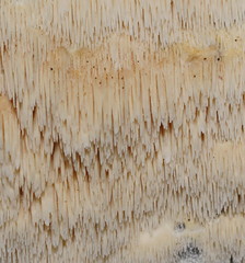 Dentipellicula leptodon