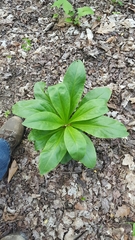 Frasera caroliniensis