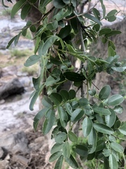 Xanthocercis zambesiaca