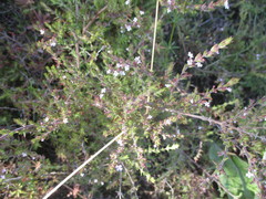 Micromeria varia