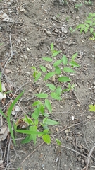 Prosartes lanuginosa