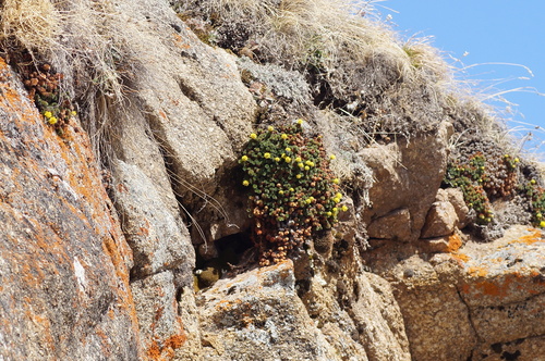 Saxifraga scleropoda, photograph 6