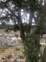 Xanthocercis zambesiaca