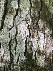 Nadvornikia sorediata