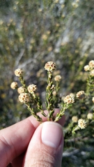 Phylica cephalantha