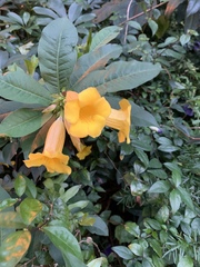 Allamanda schottii