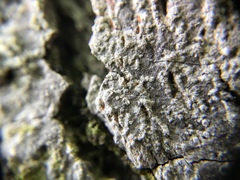 Nadvornikia sorediata