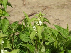 Lamium album