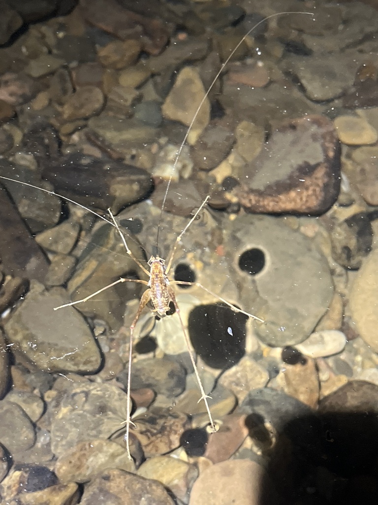 Mole Creek Cave Cricket