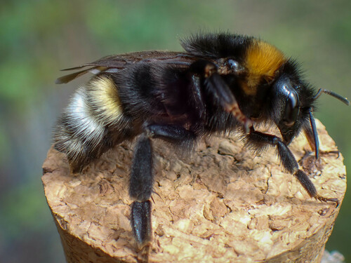 Vestal Cuckoo Bumble bee, photo 2 of 7