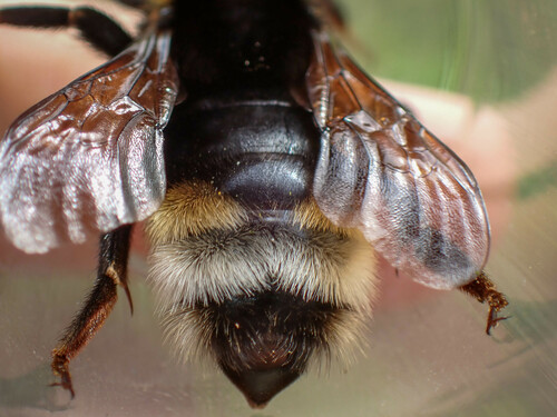 Vestal Cuckoo Bumble bee, photo 6 of 7