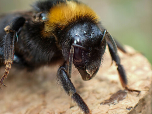 Vestal Cuckoo Bumble bee, photo 7 of 7