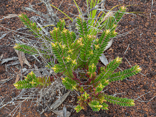 Metrosideros operculata (Metrosideros operculata)