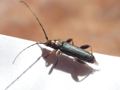 Phymatodes lividus