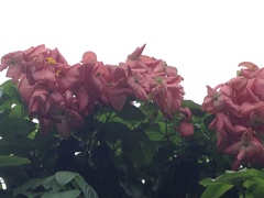 Mussaenda erythrophylla