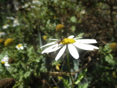 Myopa mixta