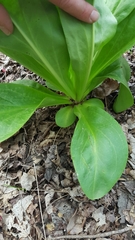 Frasera caroliniensis