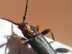 Phymatodes lividus