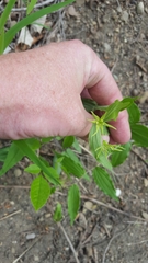 Prosartes lanuginosa