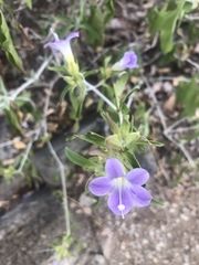 Barleria lancifolia