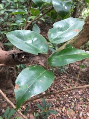 Cinnamomum parthenoxylon