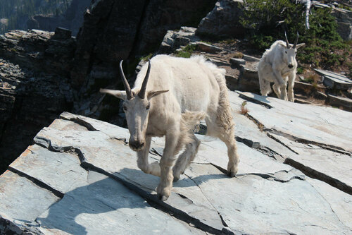 Mountain Goat photographed in Idaho