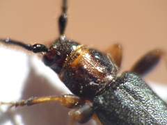 Phymatodes lividus